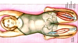 S Virasana